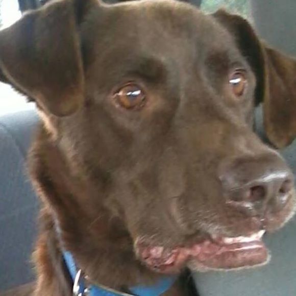 Meet your Posher, Sue - Picture 1 of 1